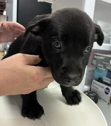 A baby large-sized male Labrador Retriever dog named Shadow for adoption in Gainesville, FL