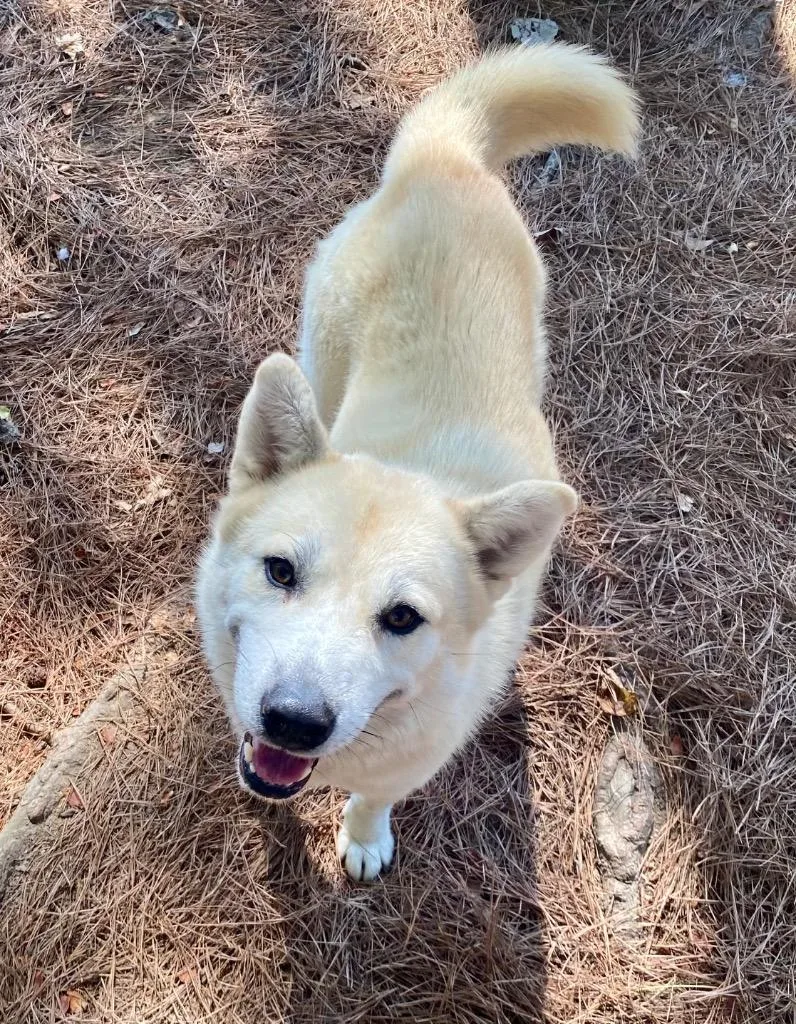 A young medium-sized female Shepherd dog named Cream Puff for adoption in Little Rock, AR