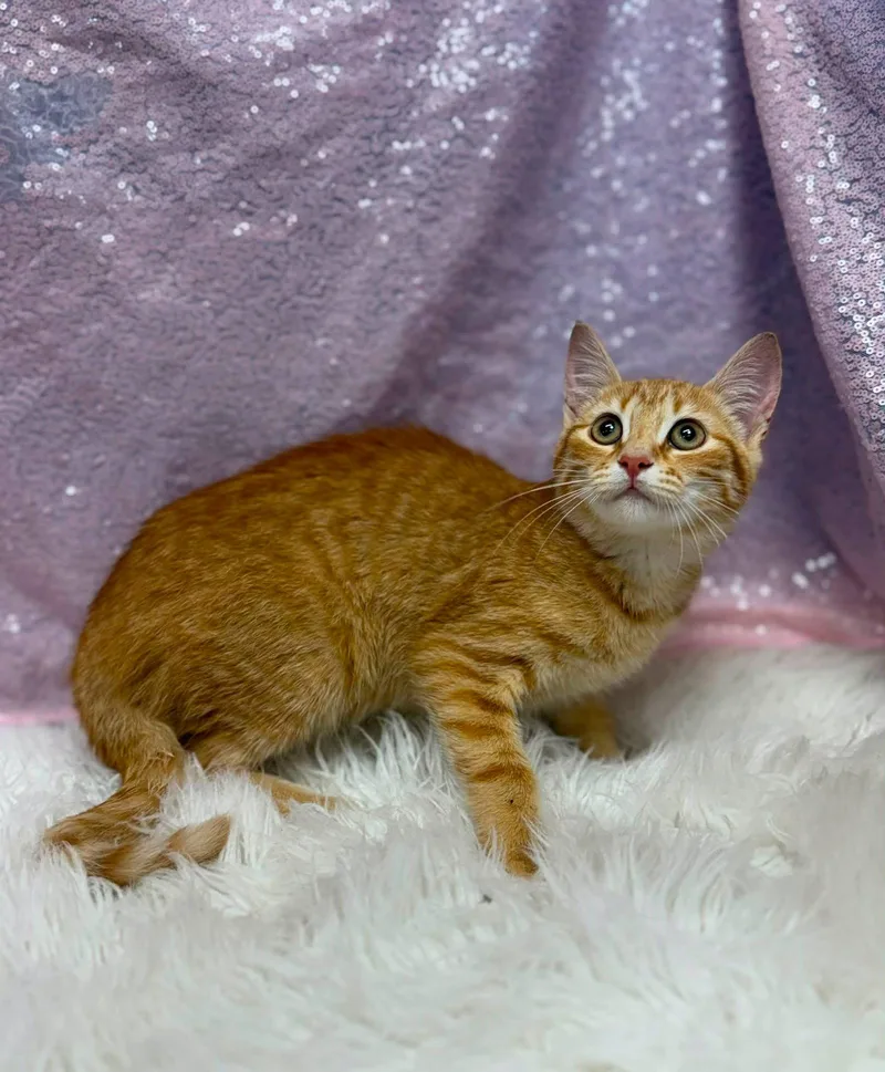 A young medium-sized female Orange & White Domestic Short Hair cat named Porcelain for adoption in Clarkesville, GA