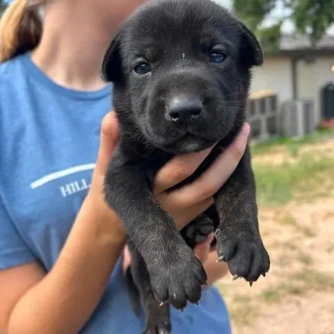 A baby small-sized female Black German Shepherd Dog dog named Marley for adoption in Buchanan Dam, TX