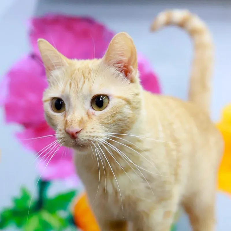 Fiona Apple thumbnail 2