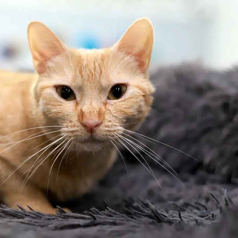 Fiona Apple thumbnail 3