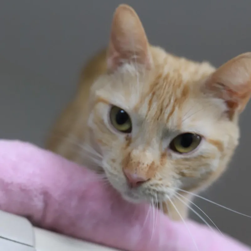 Fiona Apple thumbnail 4