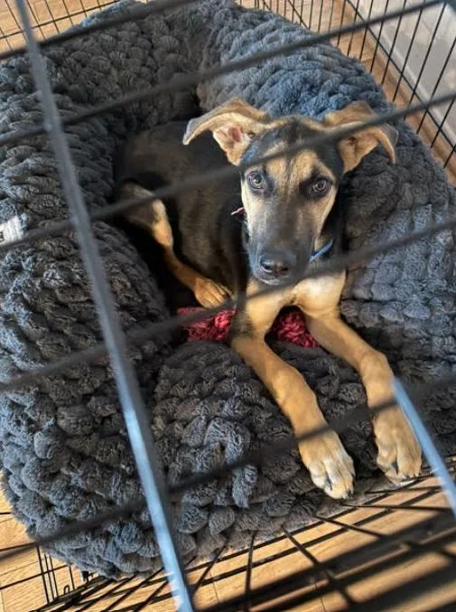 A young medium-sized male German Shepherd Dog dog named Chester for adoption in San Diego, CA