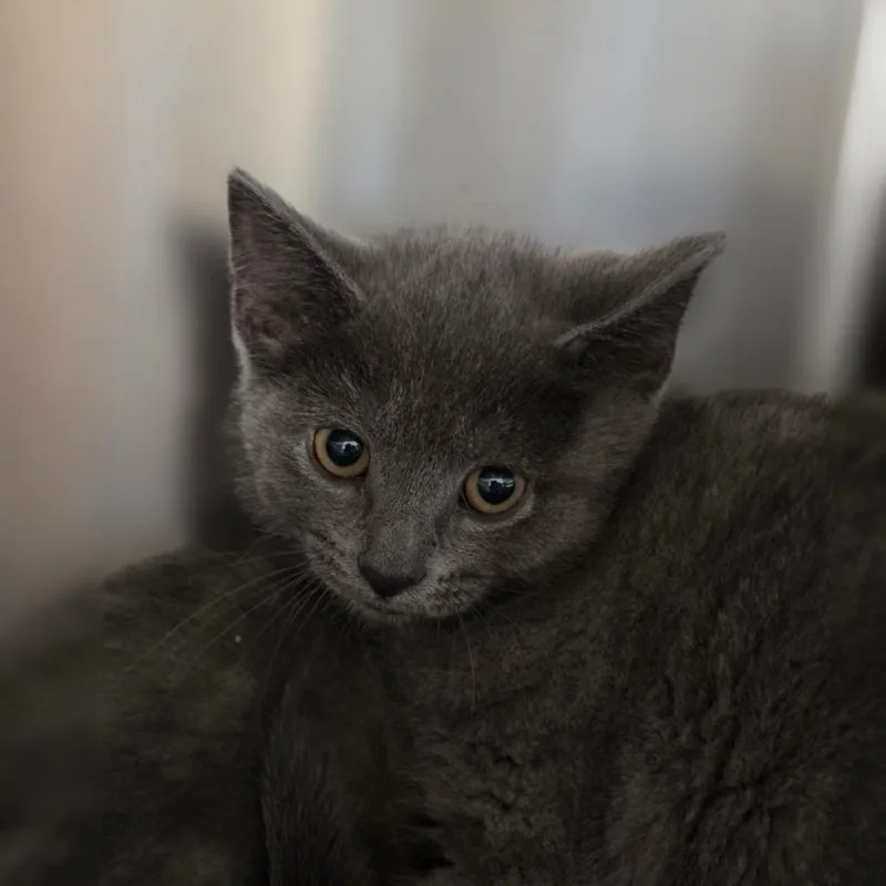 A baby small-sized female Gray / Blue / Silver Domestic Short Hair cat named Green Onion for adoption in Muncie, IN