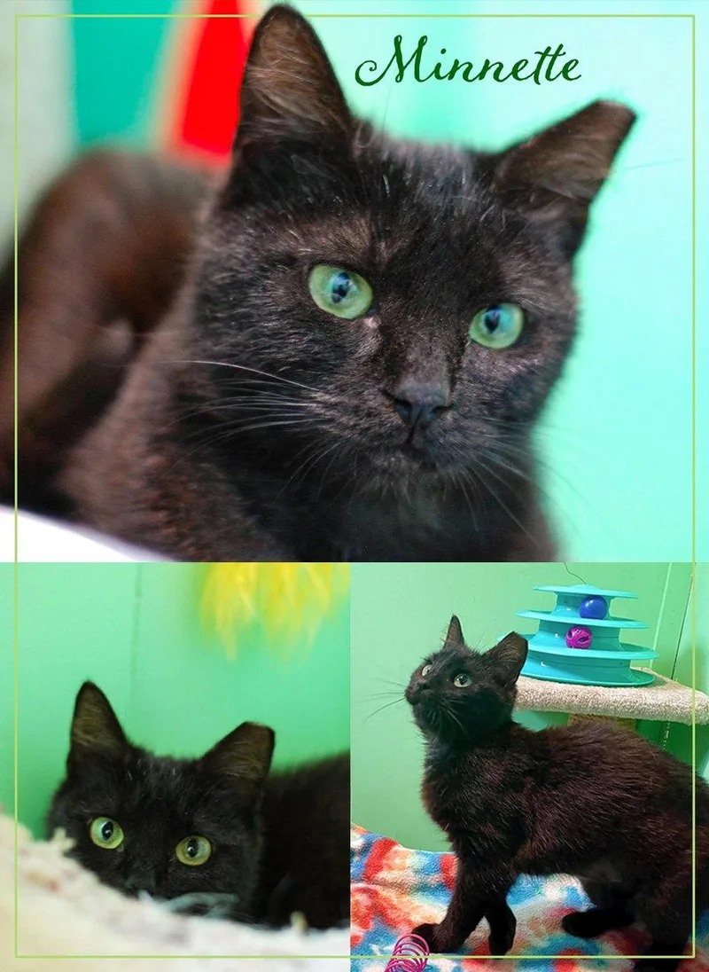 A young medium-sized female Black Domestic Short Hair cat named Minnette for adoption in Flint Hill, VA