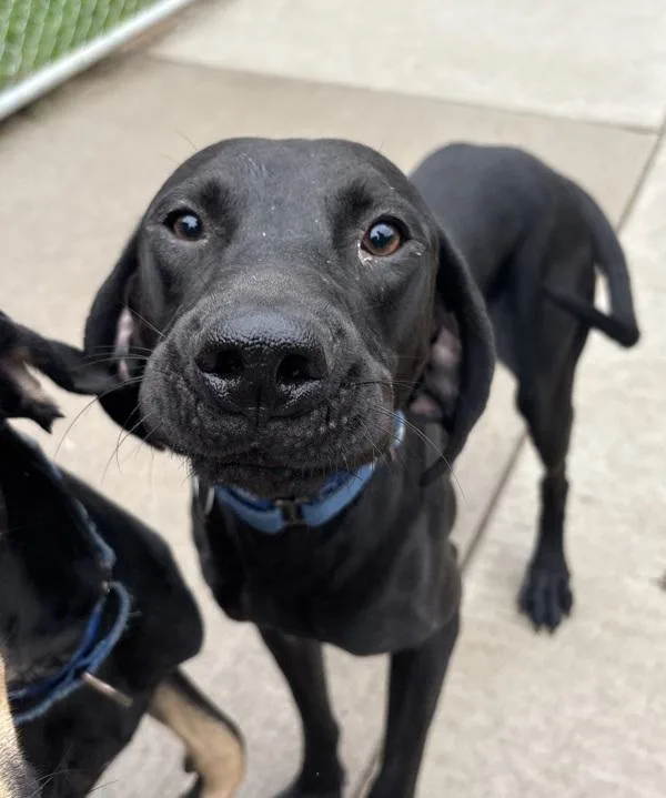 A young medium-sized male Hound dog named Vamp for adoption in Sioux City, IA