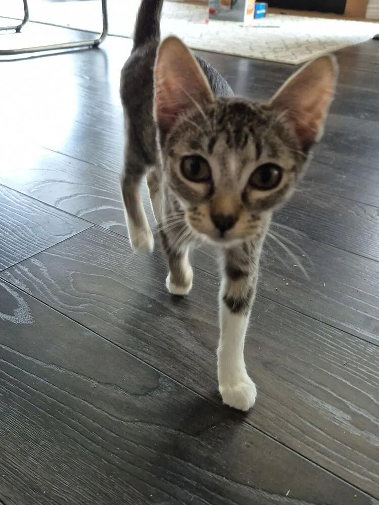 A baby small-sized female Domestic Short Hair cat named Hazel for adoption in Dallas, TX