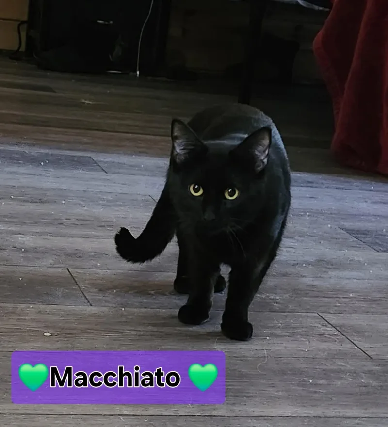 Macchiato