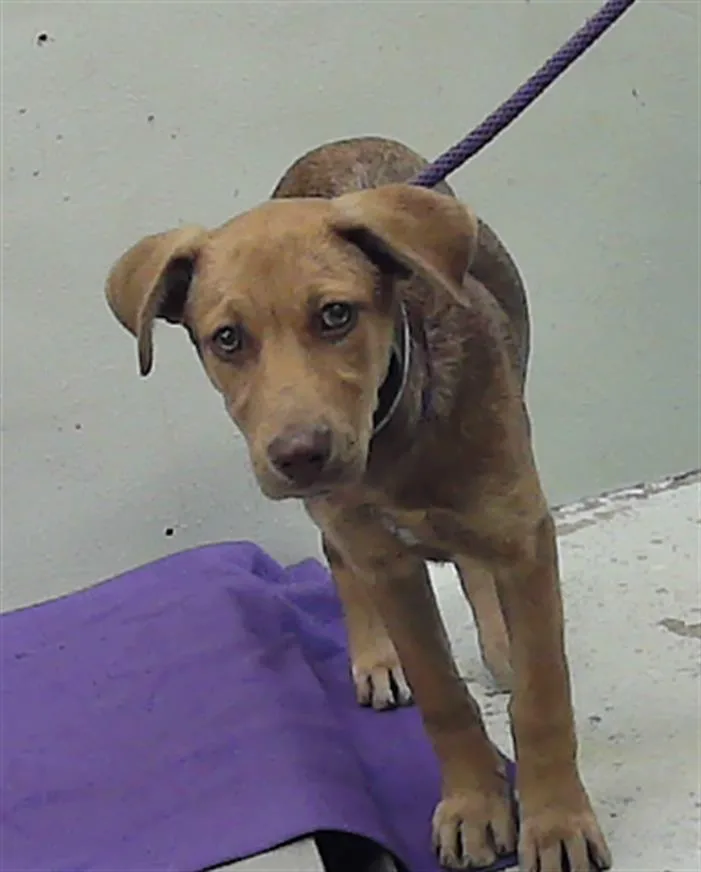 A baby small-sized female German Shepherd Dog dog named Wendolyn for adoption in Houston, TX