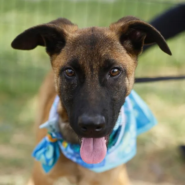 A young medium-sized male Belgian Shepherd / Malinois dog named Maxx for adoption in San Antonio, TX