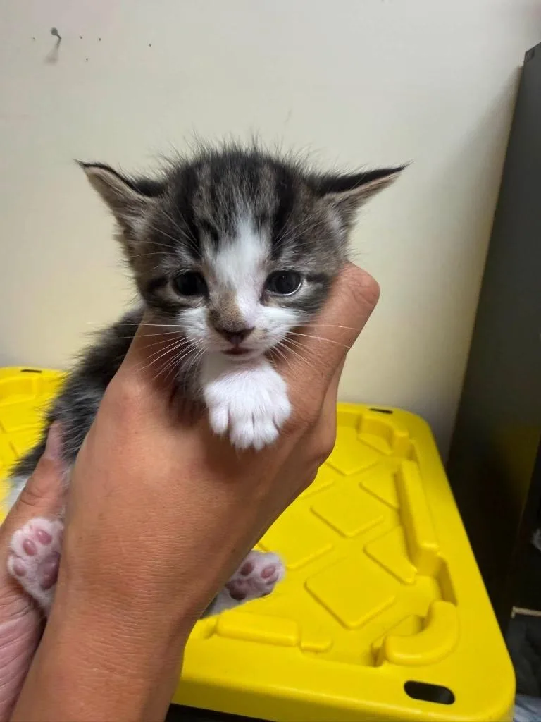 A baby small-sized male Domestic Short Hair cat named Folder for adoption in Newnan, GA