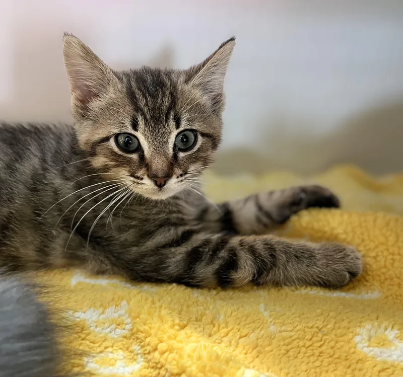 A baby medium-sized male Tabby (Brown / Chocolate) Domestic Short Hair cat named Mayo for adoption in Seville, OH