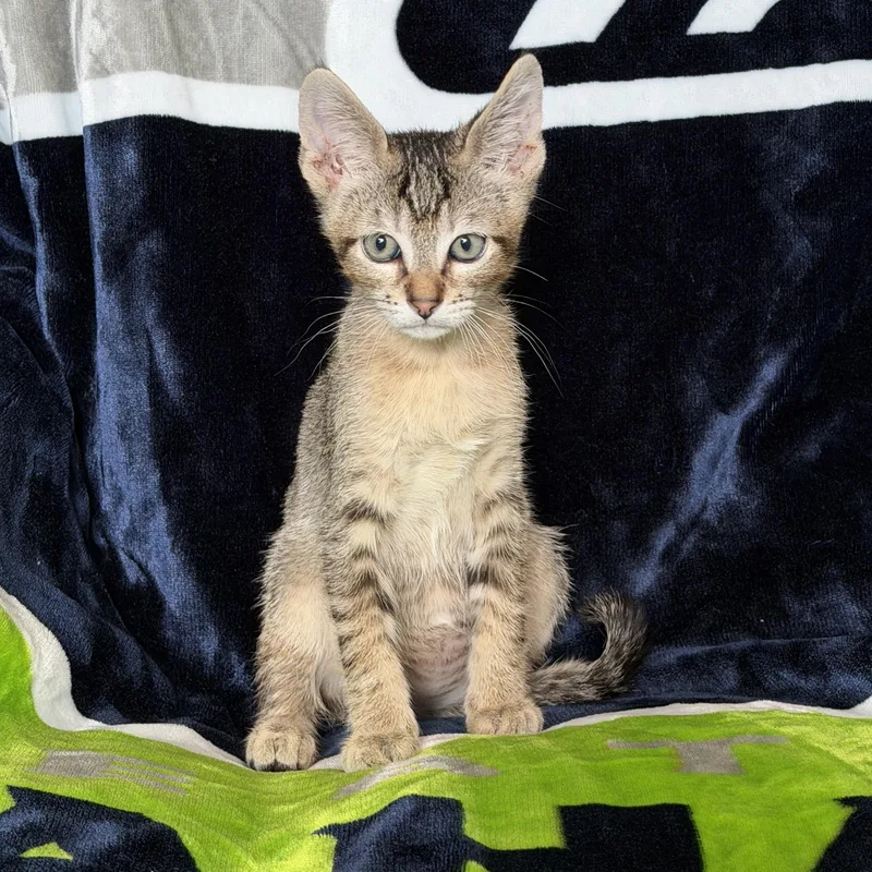 A baby medium-sized male Tabby (Buff / Tan / Fawn) Tabby cat named Rubble for adoption in Pasco, WA