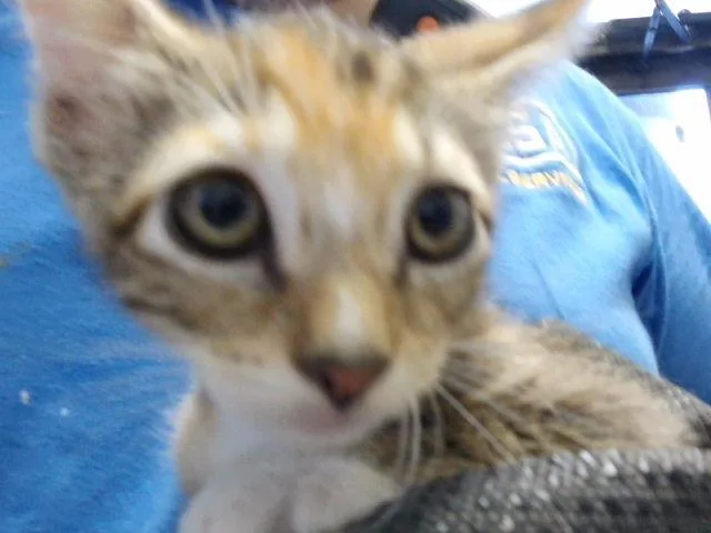 A baby small-sized female Domestic Short Hair cat named Winter for adoption in Tulsa, OK