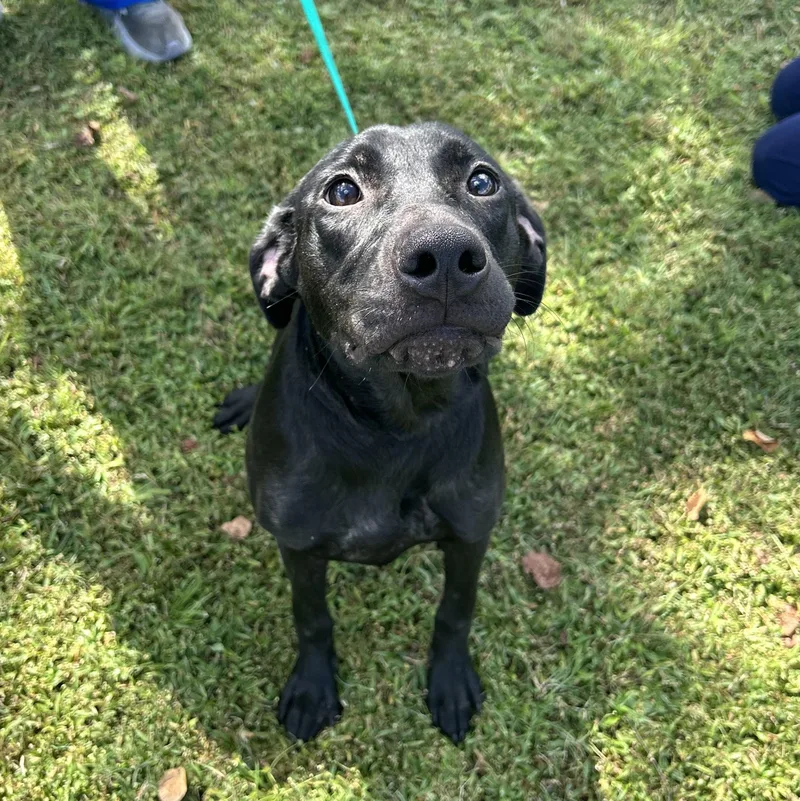 A baby medium-sized female Black Labrador Retriever dog named Boo for adoption in Valdosta, GA