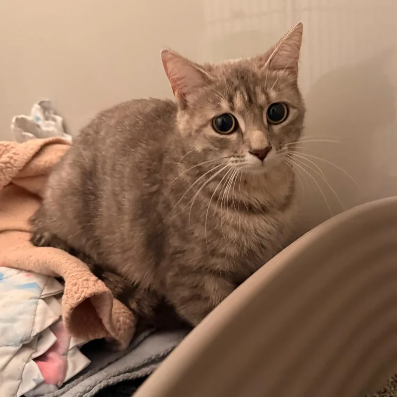 A young medium-sized female Gray / Blue / Silver Domestic Short Hair cat named Ellie for adoption in Saint Charles, MO