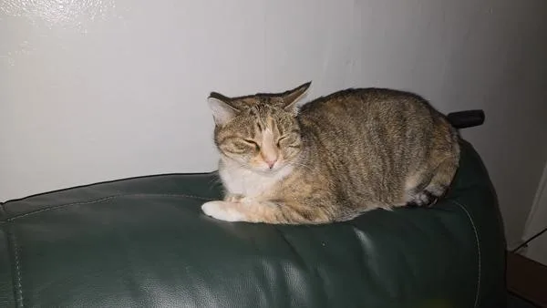 An adult large-sized female Domestic Short Hair cat named Davita for adoption in New York, NY