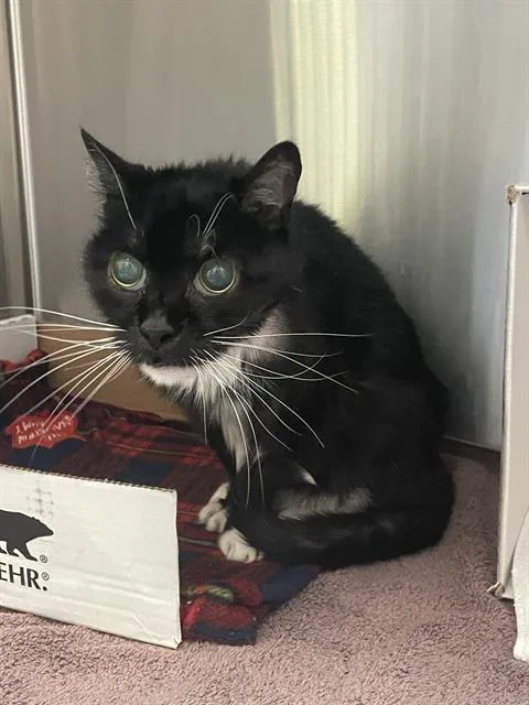 A senior small-sized female Domestic Short Hair cat named Gypsy for adoption in Tucson, AZ