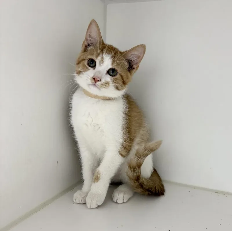A baby small-sized female Orange & White Domestic Short Hair cat named Freckle for adoption in Rochester, IN