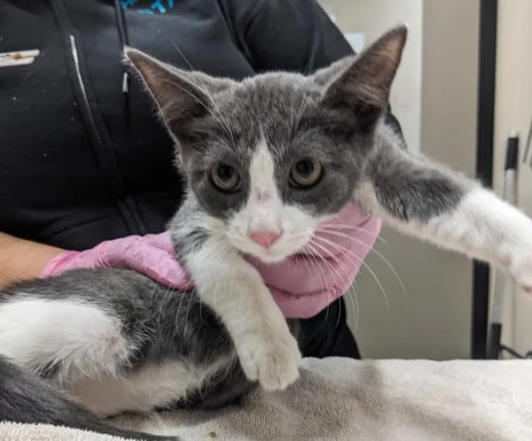 A baby small-sized female Domestic Short Hair cat named Scratch The Ghost for adoption in El Cajon, CA