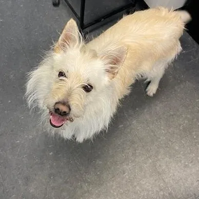 An adult medium-sized male White / Cream Mixed Breed dog named Jager for adoption in Allegan, MI
