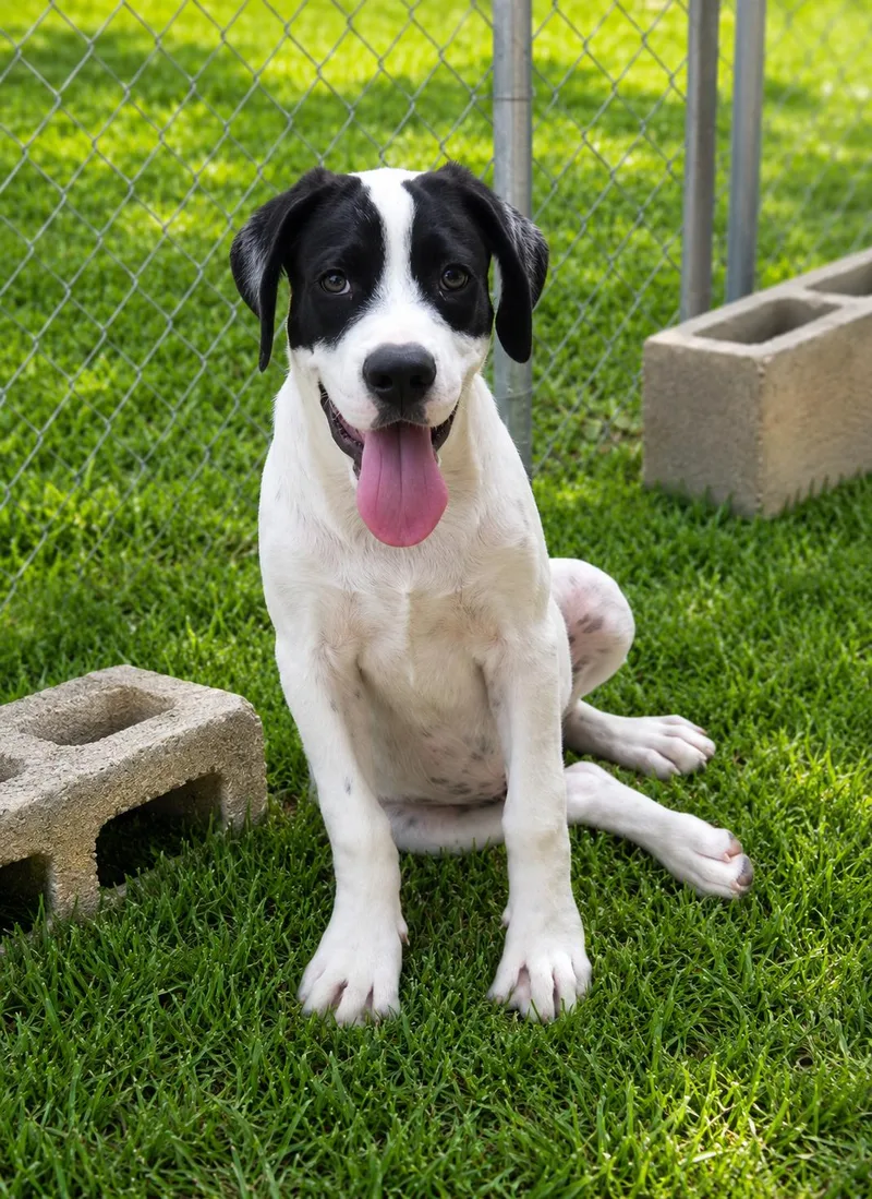 A young large-sized male American Bully dog named Max for adoption in Bandera, TX