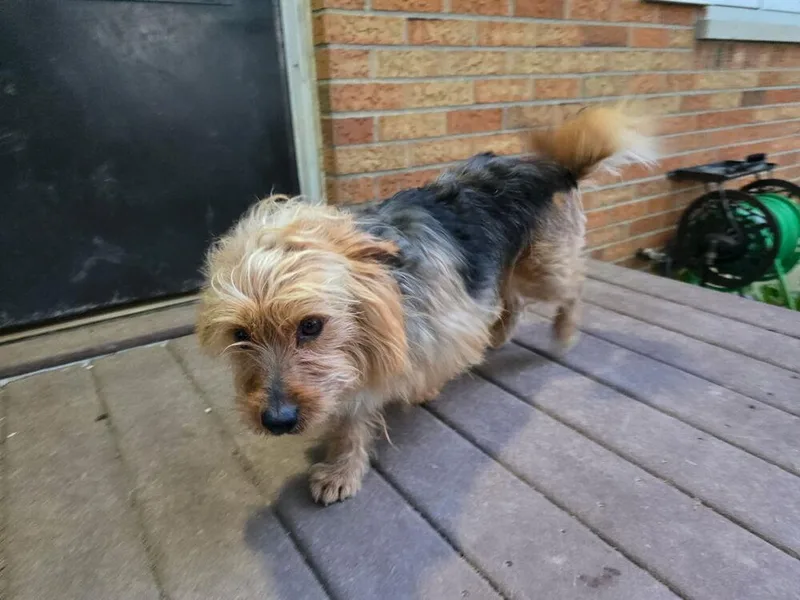 Olaf York thumbnail 2