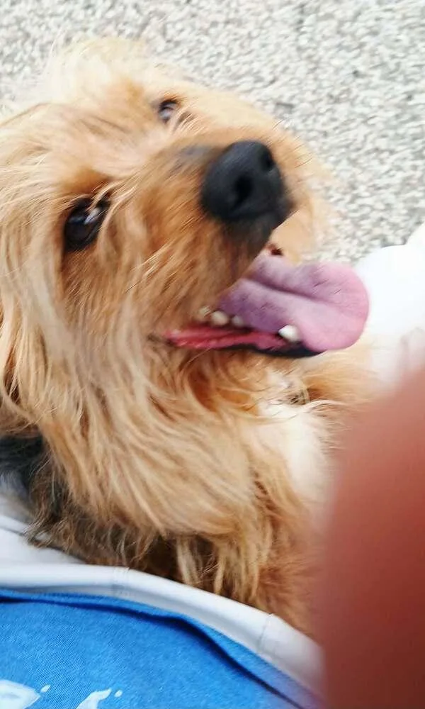 Olaf York thumbnail 3