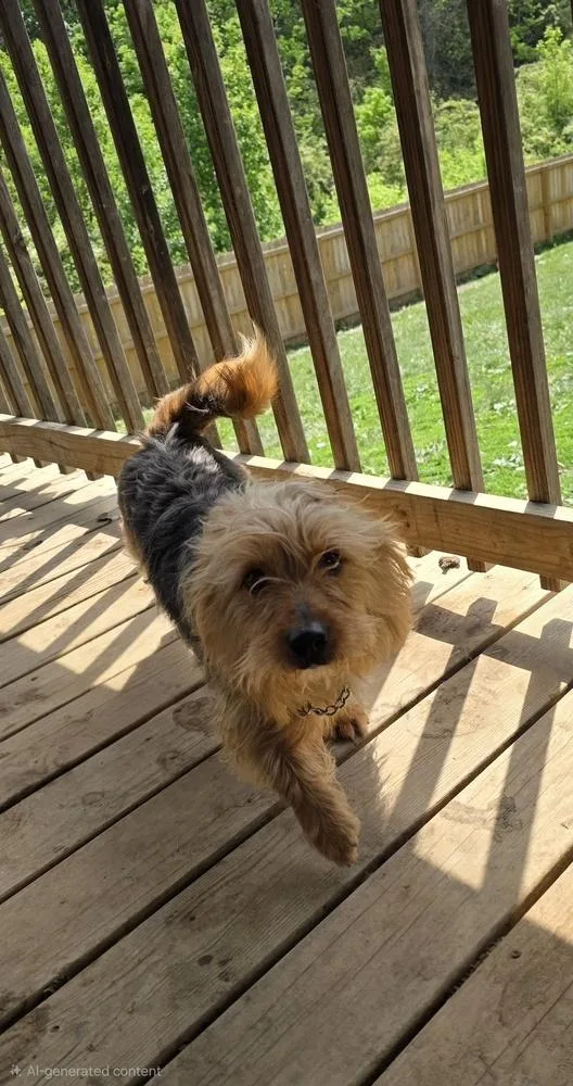 Olaf York thumbnail 4