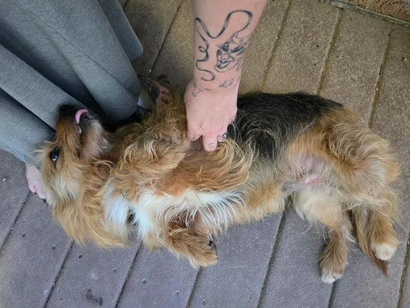 Olaf York thumbnail 5