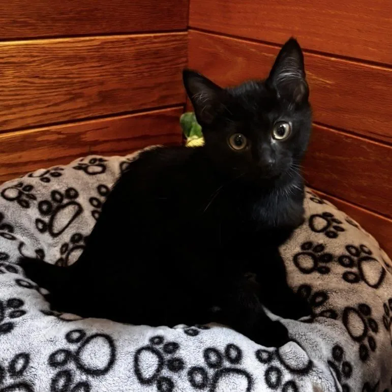 A baby small-sized male Black Domestic Short Hair cat named NCI Knox for adoption in Port Washington, NY