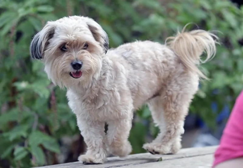 A young small-sized male Shih Tzu dog named Tofu for adoption in Lakeport, CA