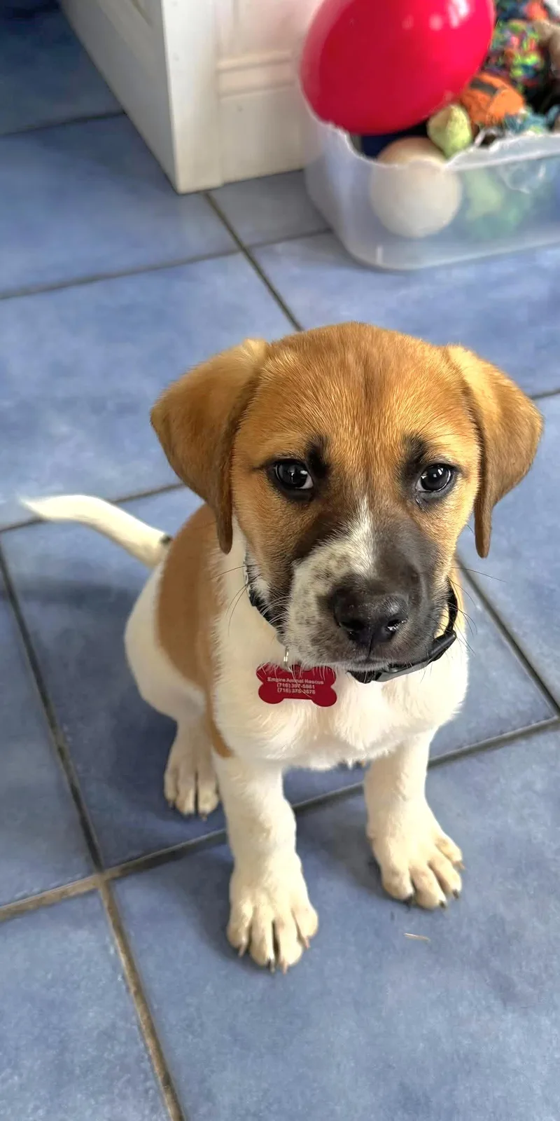 A baby medium-sized male Yellow / Tan / Blond / Fawn Shepherd dog named Timber for adoption in Salamanca, NY