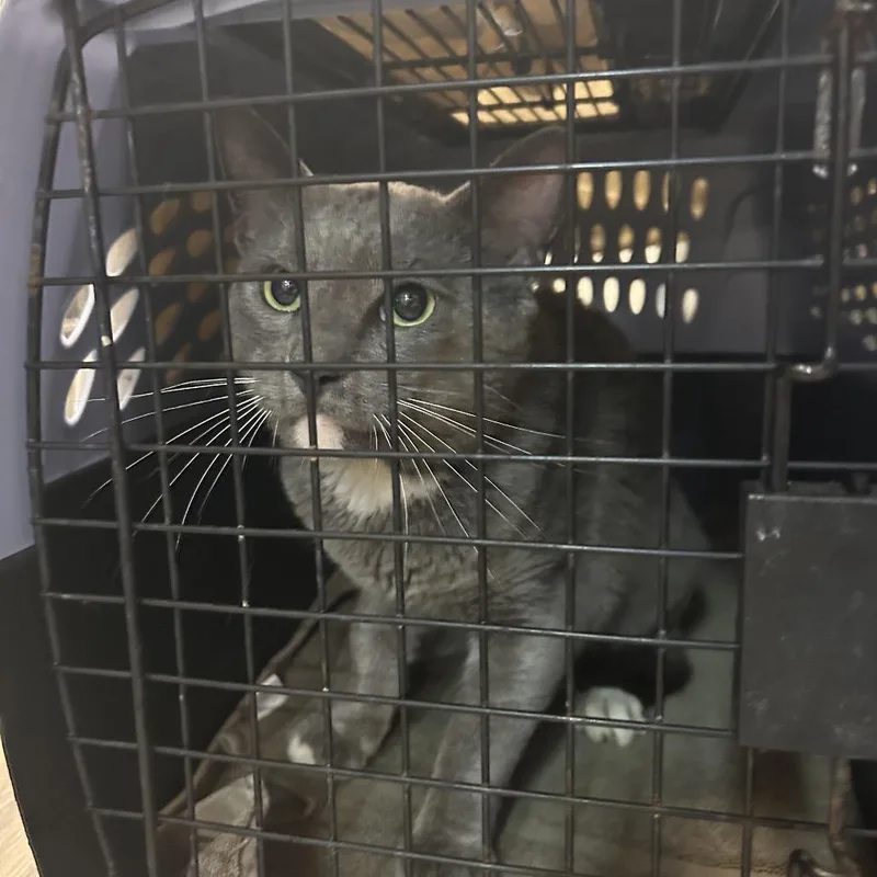 An adult medium-sized male Gray / Blue / Silver Domestic Short Hair cat named DJ Scenic for adoption in Pensacola, FL