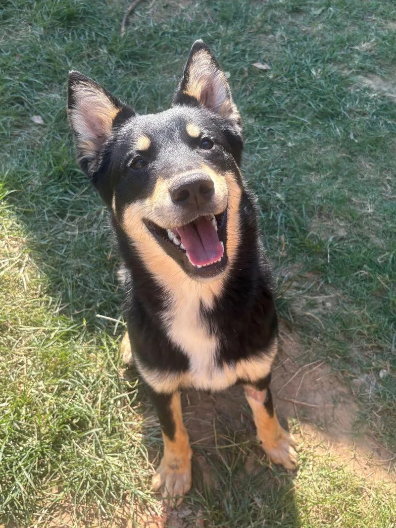An adult large-sized male Shepherd dog named Chekov for adoption in Wetumpka, AL