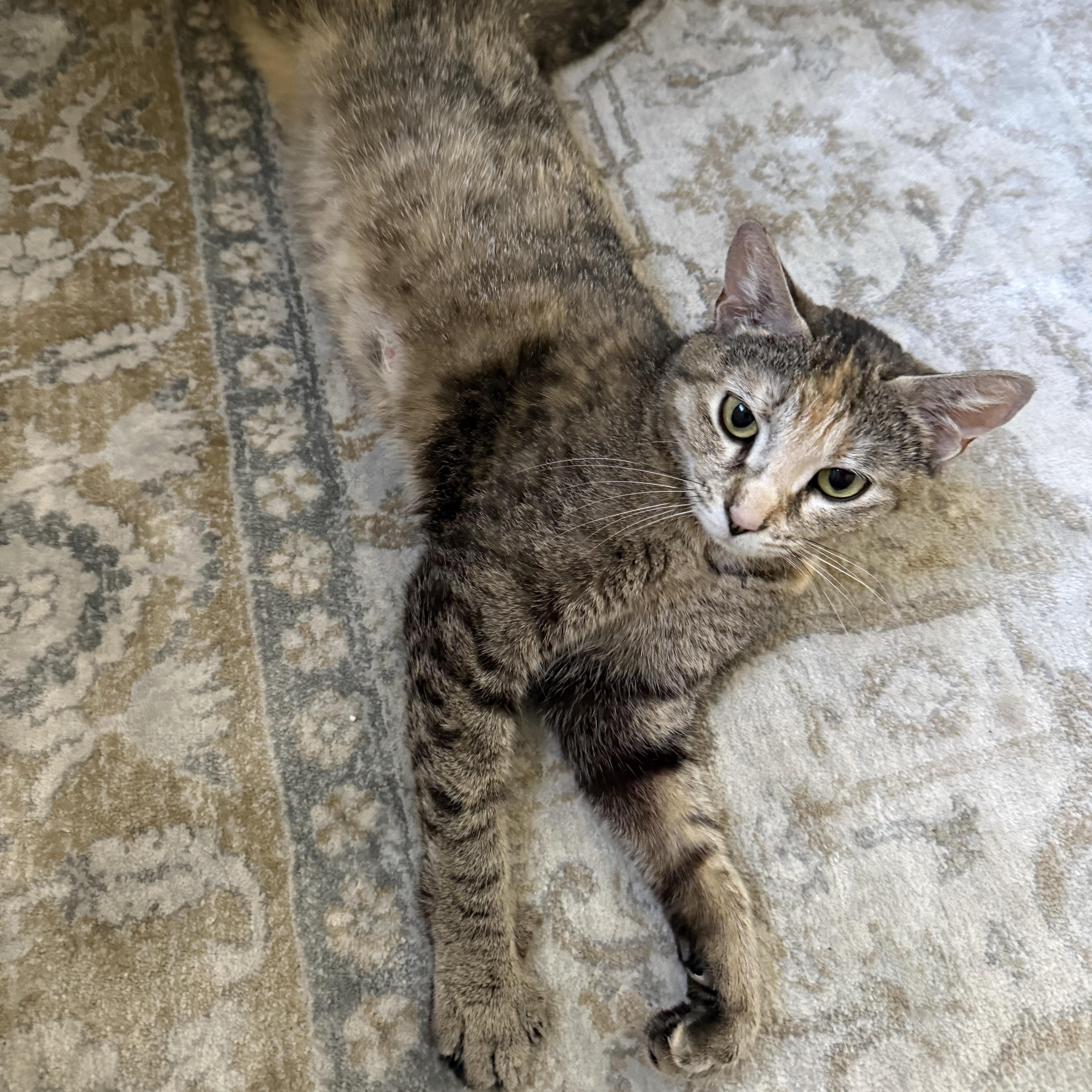 A young medium-sized female Torbie Domestic Short Hair cat named Minu  Gentle Little for adoption in New York, NY