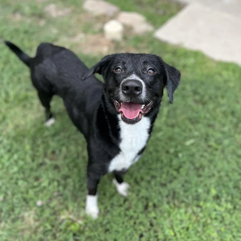 An adult medium-sized female Black Labrador Retriever dog named Nevaeh for adoption in Caryville, TN