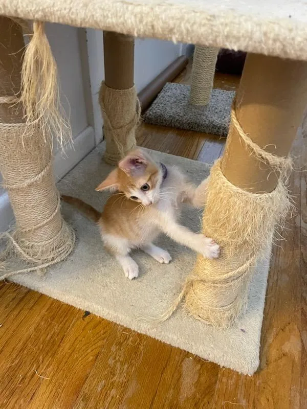 Creamsicle
