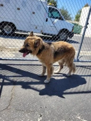 An adult large-sized female German Shepherd Dog dog named Emerald for adoption in Los Angeles, CA
