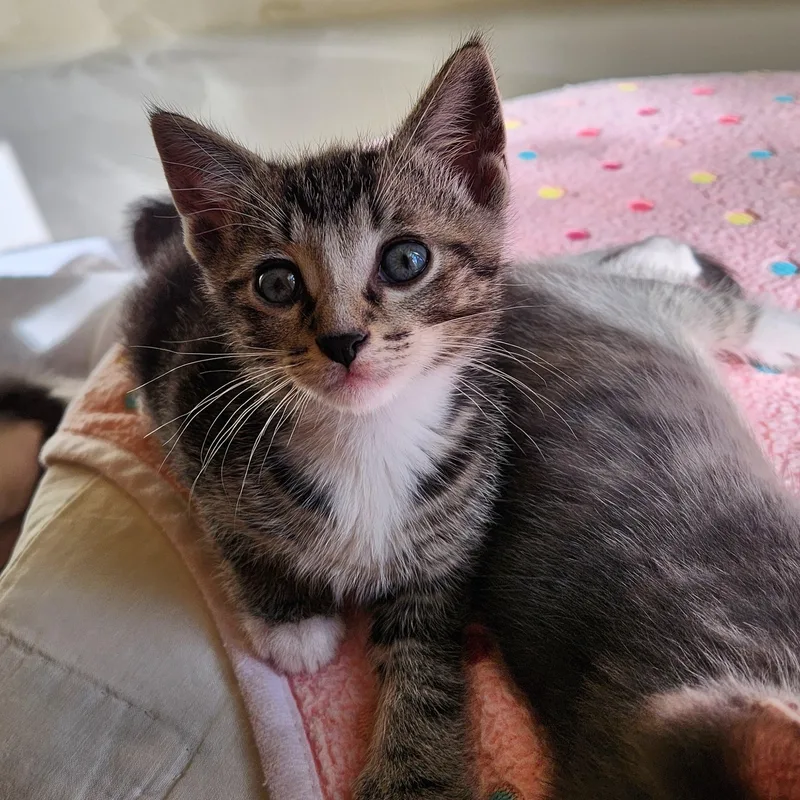 A young medium-sized male Tabby (Gray / Blue / Silver) Domestic Short Hair cat named Mickey for adoption in Magnolia, TX