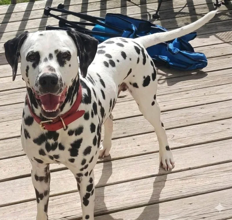 An adult medium-sized male Dalmatian dog named Chief for adoption in Holly Springs, NC