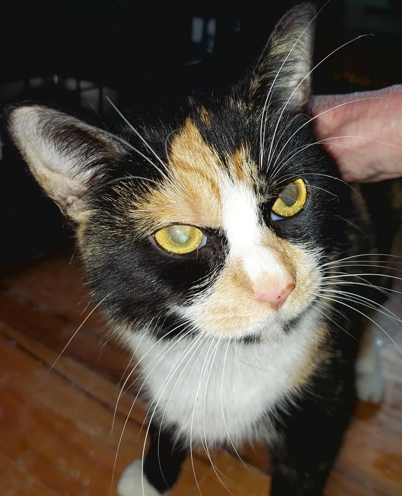 An adult medium-sized female Domestic Short Hair cat named Dahlia for adoption in BREINIGSVILLE, PA