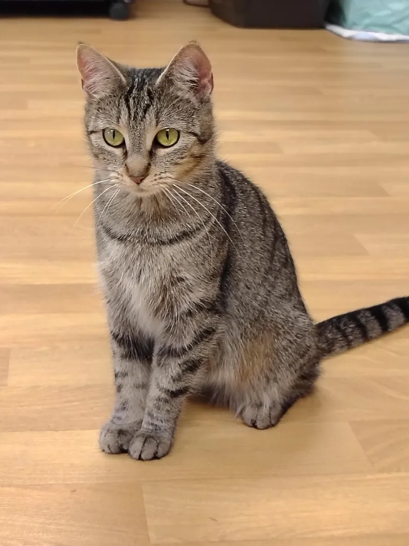 Mama Cady thumbnail 2