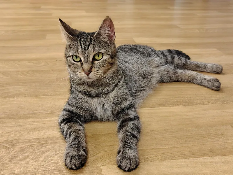 Mama Cady thumbnail 3