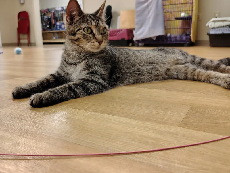 Mama Cady thumbnail 4