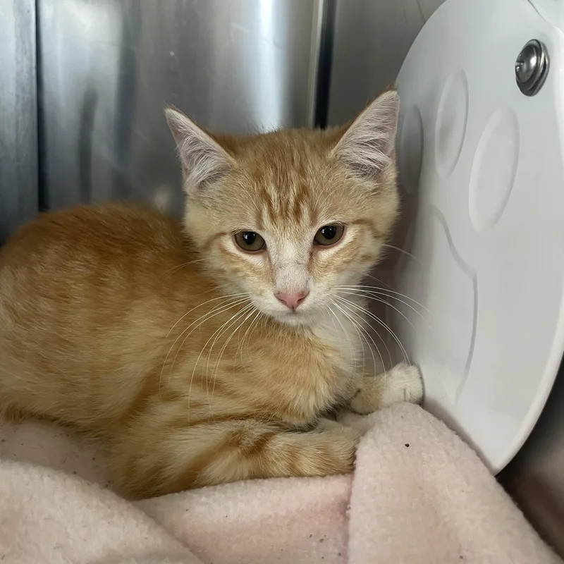 A baby small-sized male Orange & White Domestic Short Hair cat named George for adoption in Greenback, TN