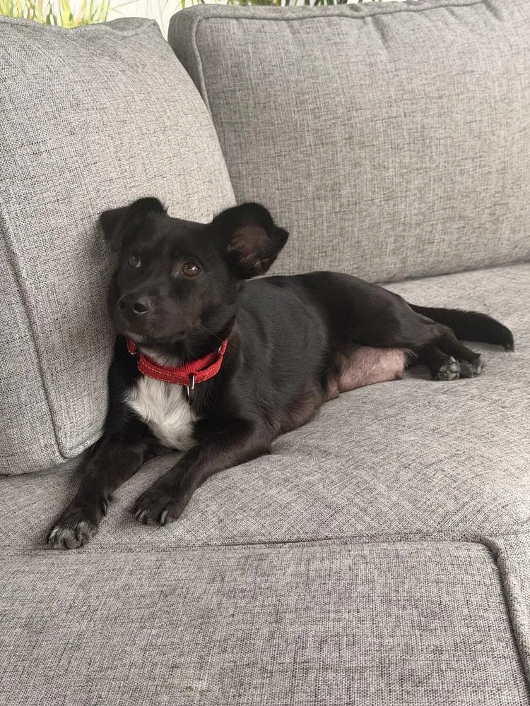 Evie