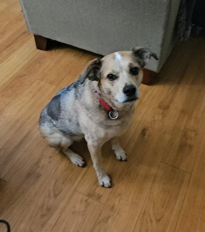 An adult medium-sized female Australian Cattle Dog / Blue Heeler dog named Sazzy for adoption in Royal Palm Beach, FL