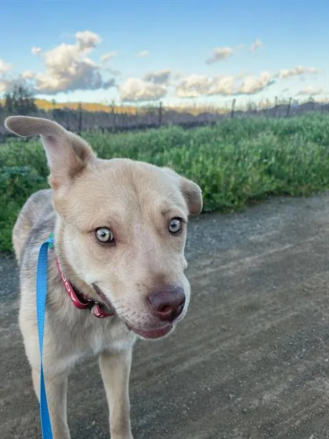 A young medium-sized male Australian Cattle Dog / Blue Heeler dog named Tanner A for adoption in Petaluma, CA